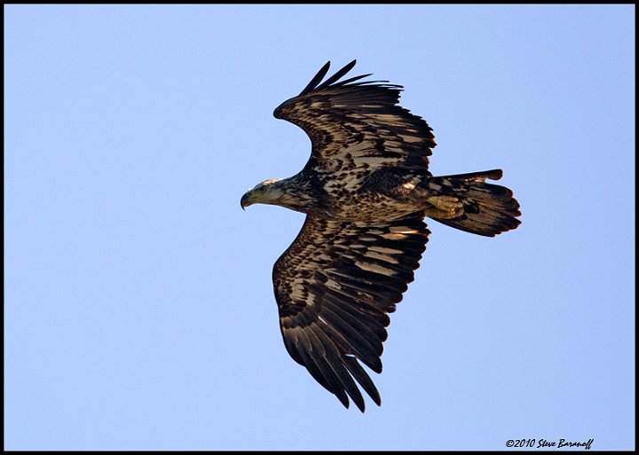 _0SB0697 immature american bald eagle.jpg